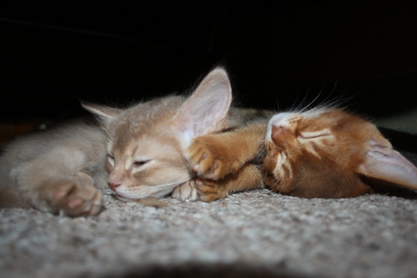 IMG_1706