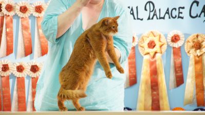 R�blingen Sondershow 28-07-12