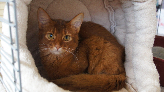 Tasha