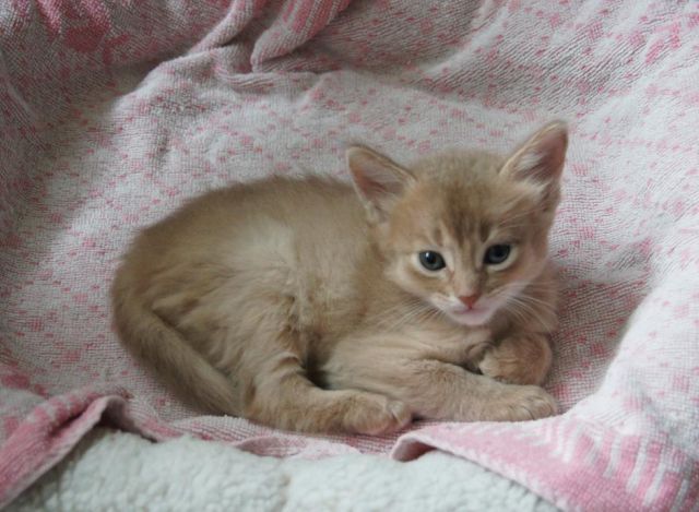 elvis