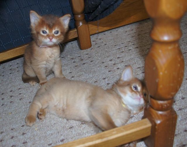 frida+filou